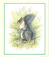 Wild Animals B Squirrel Pack of 6 prints Size 5 x 6 - C0463