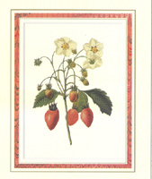 Strawberries Pack of 6 Size 5 x 4 - C0473