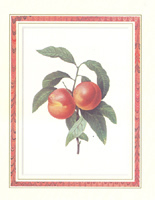 Fruit pack of 6 Size 5 x 4 - C0474