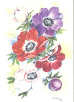 Purple Red And Pink Flowers Pack of 6 Prints Size 51/2 x 4 - C0513