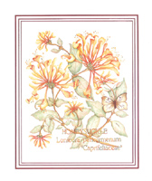 Prints Honeysuckle Pack of 6 prints Prints Size 4 3/4 x 4 - C0530