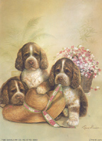 Springer Spaniel Puppy Dogs with hat pack of 6 prints Size 5 x 7 - C0459