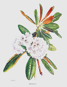 Rhododendron 10x8 - P7E