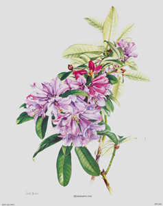 Rhododendron Ririei 10 x 8 - P8F