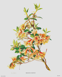 Rhododendron Cinerarium 10 x 8 - P9G