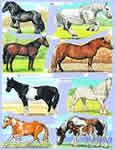 Horses x 8 - S1665
