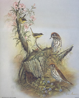 Birds Woodland Songster 8138 Print Size 10 x 8 - 2075