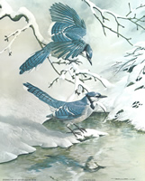 Birds 4 Birds in Snow 56188 Print Size 10 x 8 - 2077