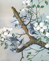 Birds 5 Birds in the Blossom 56189 Print Size 10 x 8 - 2078