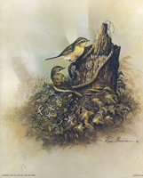 Birds Chiffchaff 8130 Print Size10 x 8 - 2080