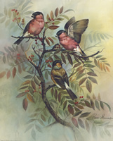 Bullfinch 8131 Print Size 10 x 8 - 2084