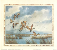 Candian Geese in Flight 2619 Print Size 10 x 8 - 2090