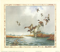Mallards in Flight 2620 Print Size 10 x 8 - 2091