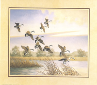 Canadian Geese 9825 Print Size 10 x 8 - 2092