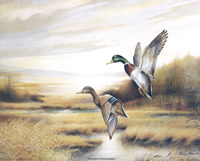 Mallard Ducks 8142 Print Size 10 x 8 - 2093