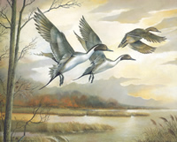 Pintails Birds P10 8143 Print Size 10 x 8 - 2094