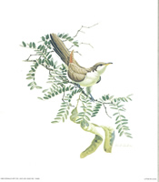 Yellow Billed Cuckoo 10469 Print Size 10 x 8 - 2100